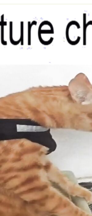 Funny pics and memes (17)