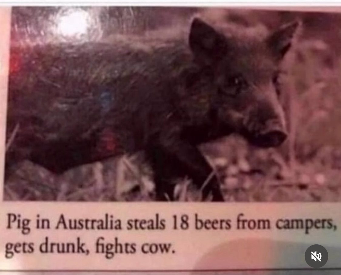 Funny pics and memes (2)