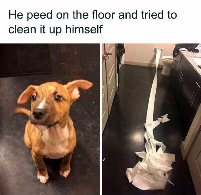 Funny pics and memes (5)